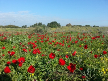 פארק שרון ט"ו בשבט- אתר לגדול